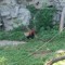 redpanda13