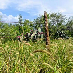 Beast Of Burden (The Rolling Stones)