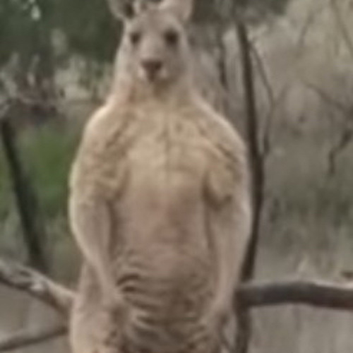 Kangaroo’s avatar