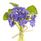 violet flowers