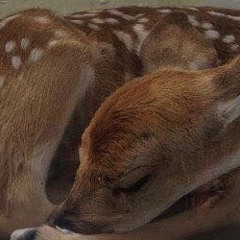 comababy