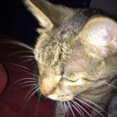 soft kitten raspberry