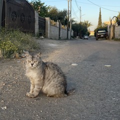 Raghd Arafat
