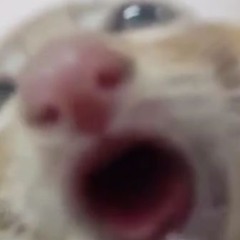 sucklecat