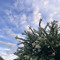 AAAA