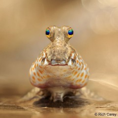 chunkfish
