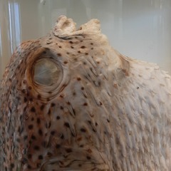 Gönmb