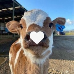 Baby_Cow