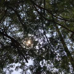 stargazerwildflowergrazer