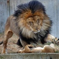 فكري محمد الشوبكي