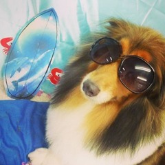 dogfailure