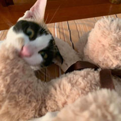 Patchayathon Thongnin