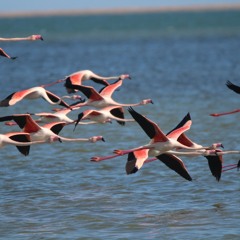 UNKNOWN PRISSON THEME REMASTERED