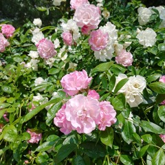 ROSE🌹