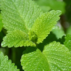 LEMON BALM