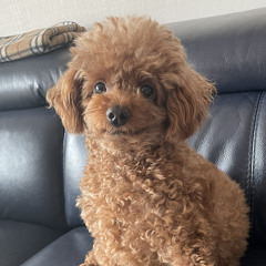 chloe