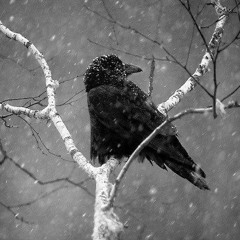 𝙺𝚊𝚛𝚊𝚜𝚞 𝙽𝚘 𝙺𝚊𝚖𝚒