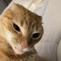 petushok