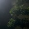 TREE_木