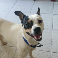 Alvaro