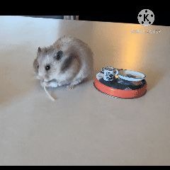 halfofpenguinstevie