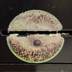 hedgies4u