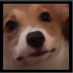 Franko313