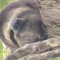 Sloth