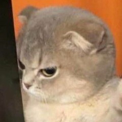 catto
