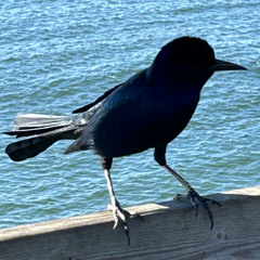 I’ll Take Your Bread