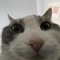 Screm8492