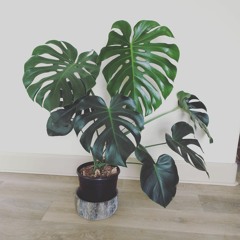 Delayed Gratification