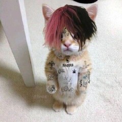 lil_pussy