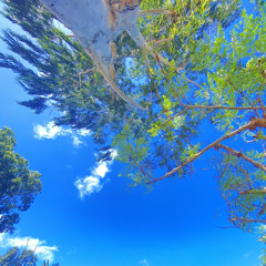 The green