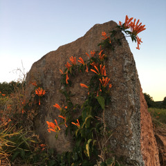 Pedro Monteiro