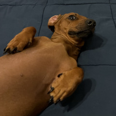 juanicovolo