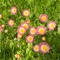 double daisy