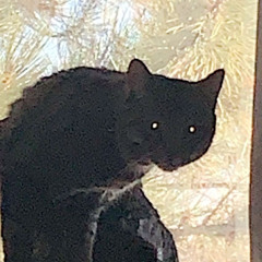 𝔊𝔬𝔱𝔥 𝔄𝔫𝔤𝔢𝔩 💕🕊