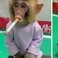 monkey smoking gas