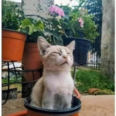 Maru Chan