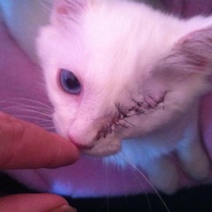 𖤐 KiLLSCAR 𖤐 (@Deadndecay111)