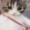 작꿀이