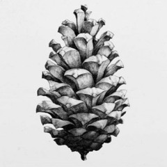 Fauna
