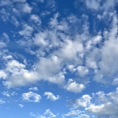 ねこねこあは