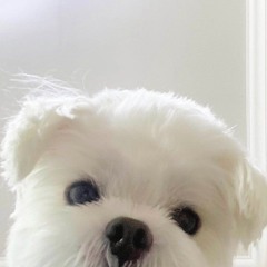 다원