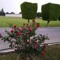 Riane Shahier Riane