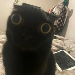 im a cat nigga