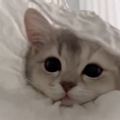 o_mi