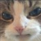 Ninja_Kitty24
