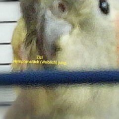 Zizi und Mut Da Cockatiel